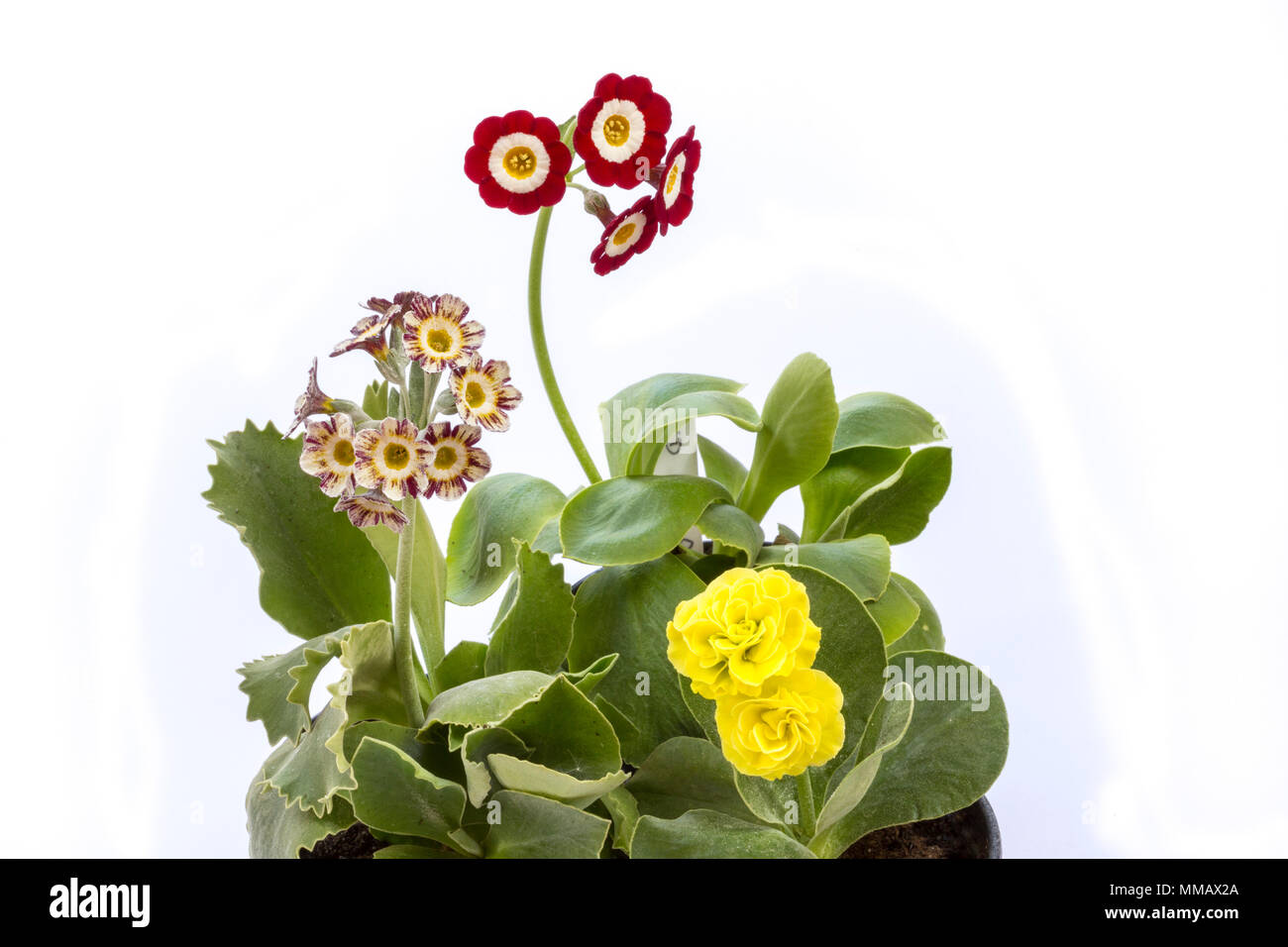Auriculas Primula. L-r Pang Tiger, l'amiral rouge et effronté. Banque D'Images