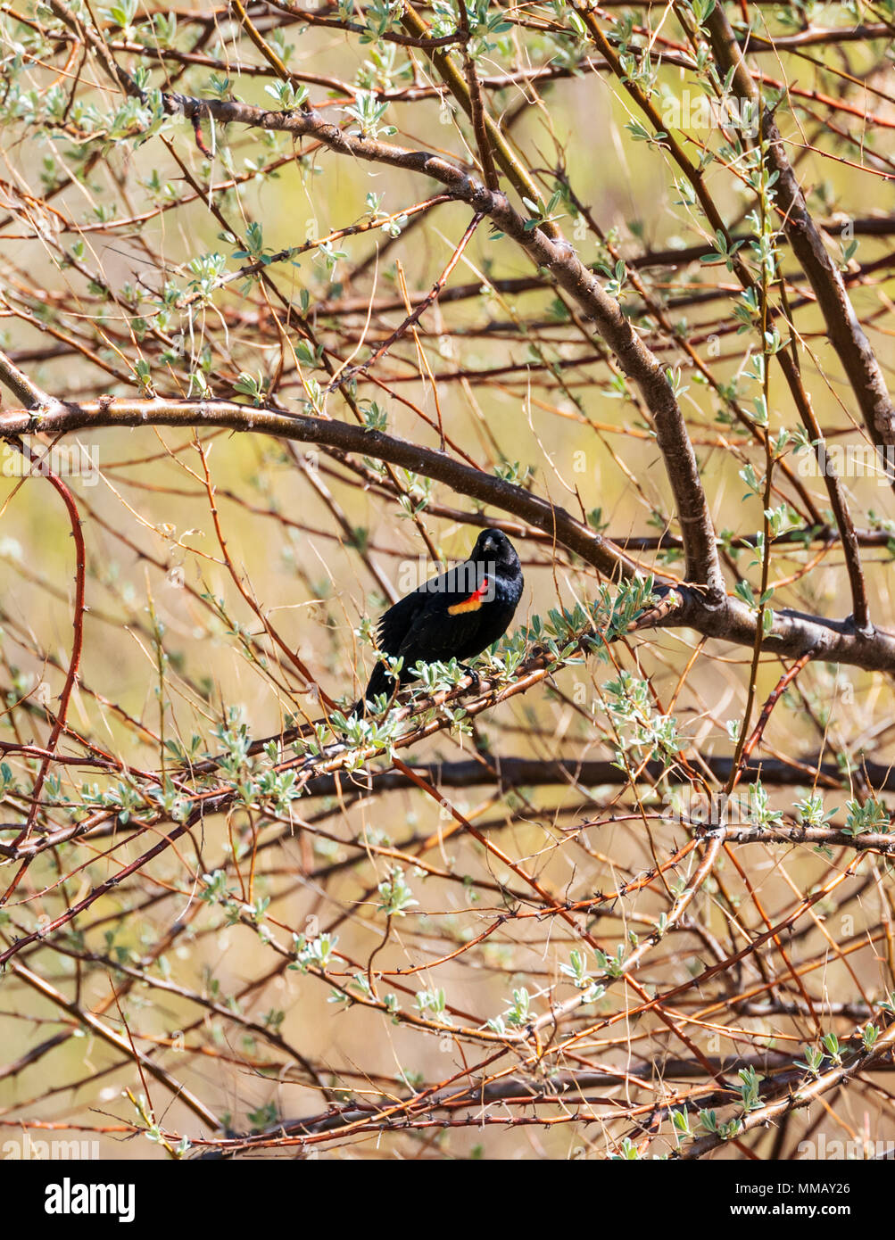 Carouge à épaulettes (Agelaius phoeniceus) ; le centre du Colorado, USA Banque D'Images