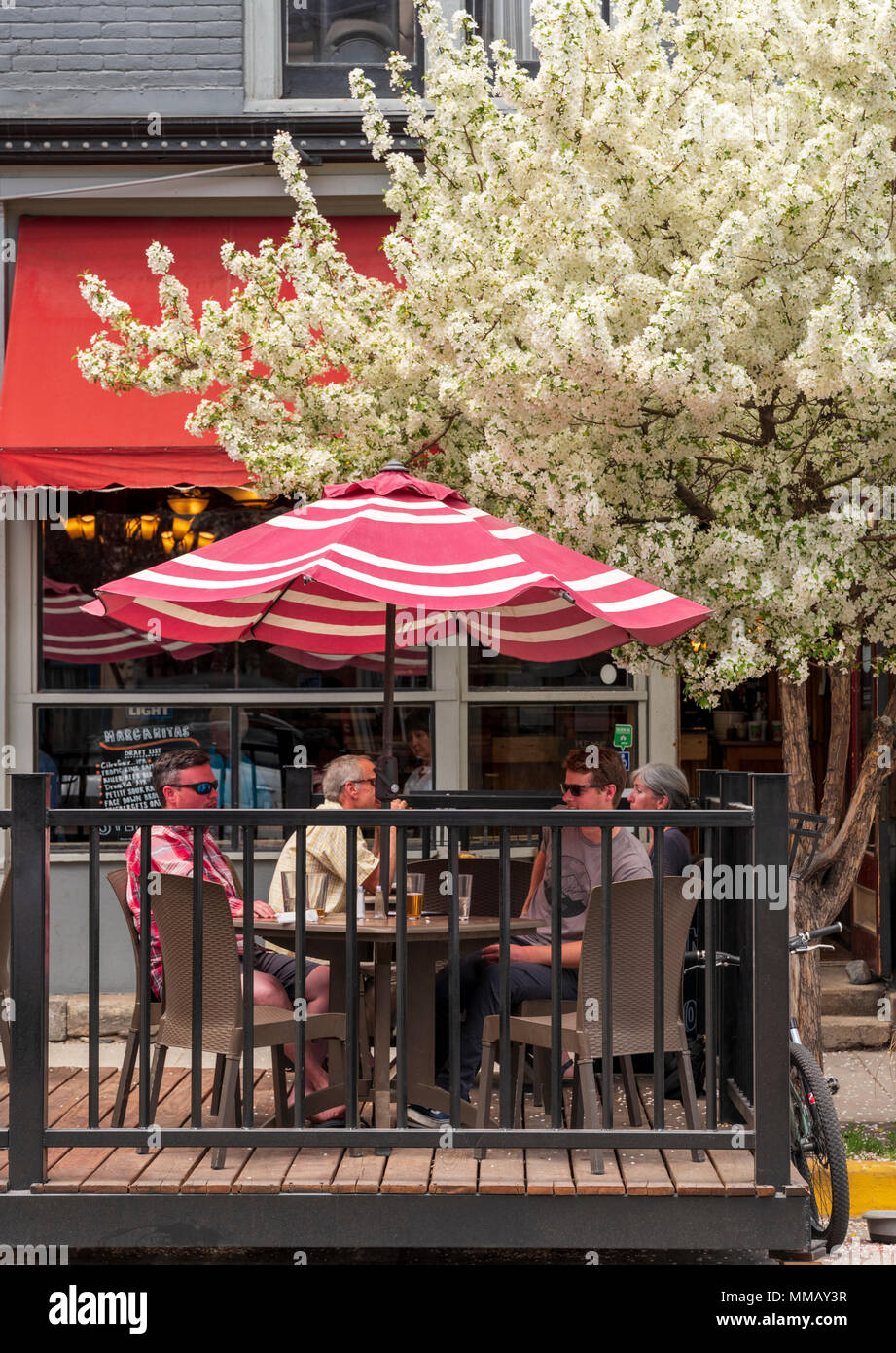 Flowering Cherry Blossom tree ; Prunus courants ; restaurant et café ; Salida, Colorado, USA Banque D'Images