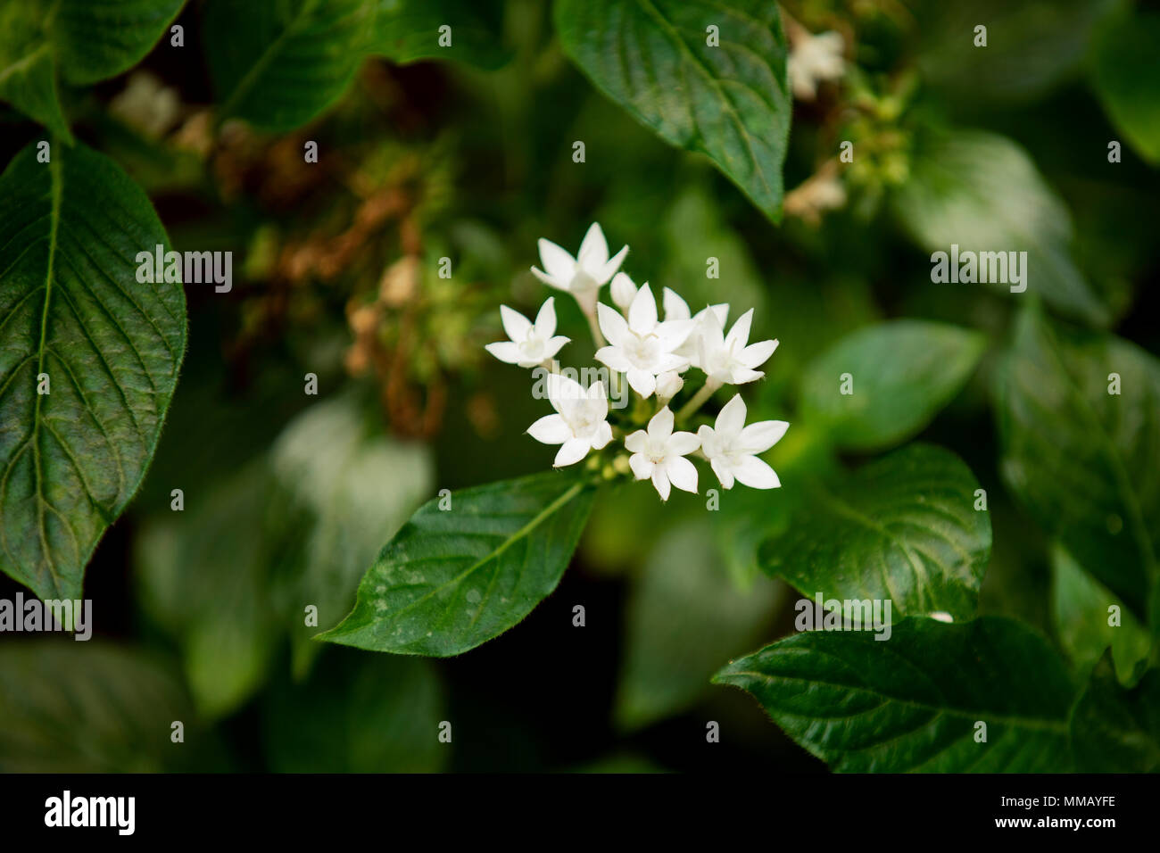Blanc papillon, du pentas pentas lanceolata ou star égyptienne, cluster, étoiles, fleurs avec des feuilles vertes sur un buisson. Banque D'Images