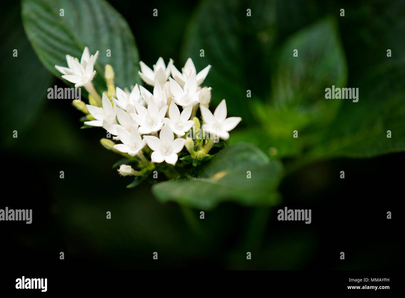 Blanc papillon, du pentas pentas lanceolata ou star égyptienne, cluster, étoiles, fleurs avec des feuilles vertes sur un buisson. Banque D'Images