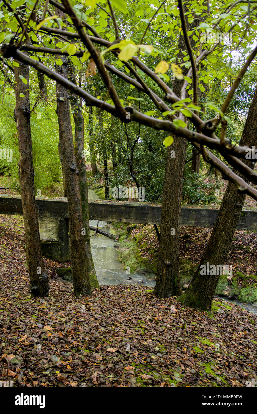 Rivière en forêt tropicale, Zamudio, Biscaye, Pays Basque, Espagne, Europe Banque D'Images