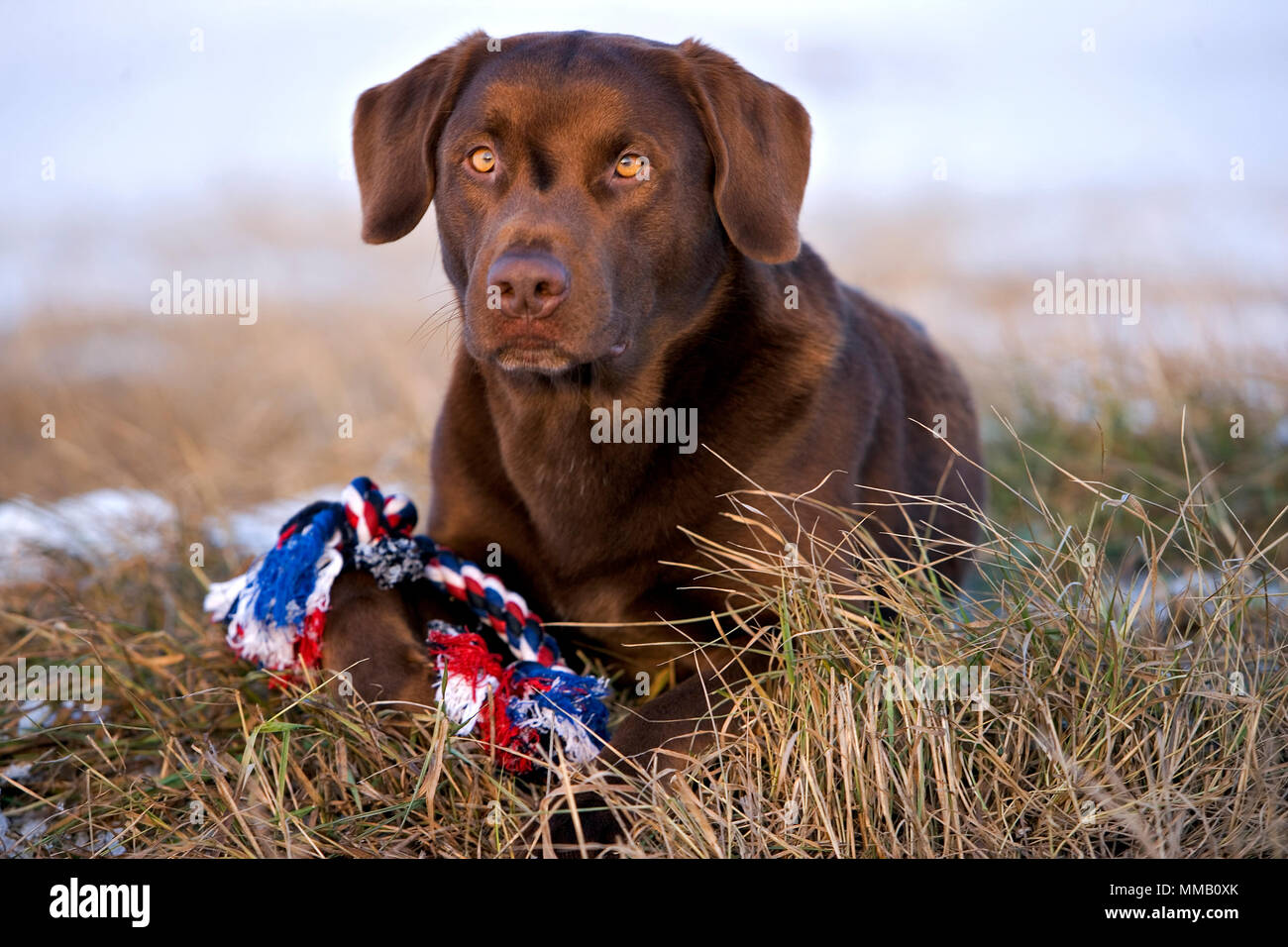 Labrador Retriever sitting on grass with toy Banque D'Images
