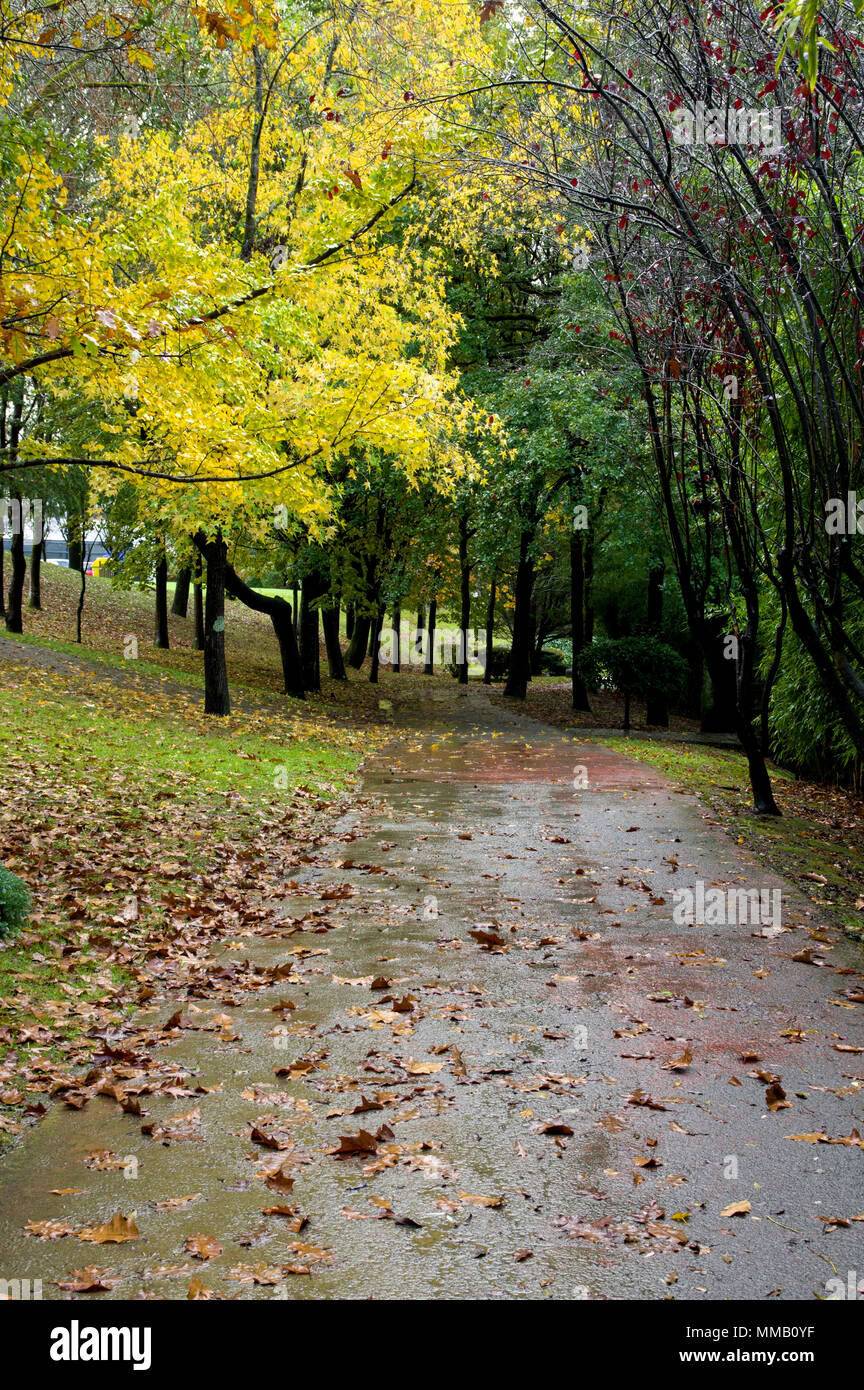 Belle forêt d'automne dans un jour de pluie à Zamudio, Biscaye, Pays Basque, Espagne, Europe Banque D'Images