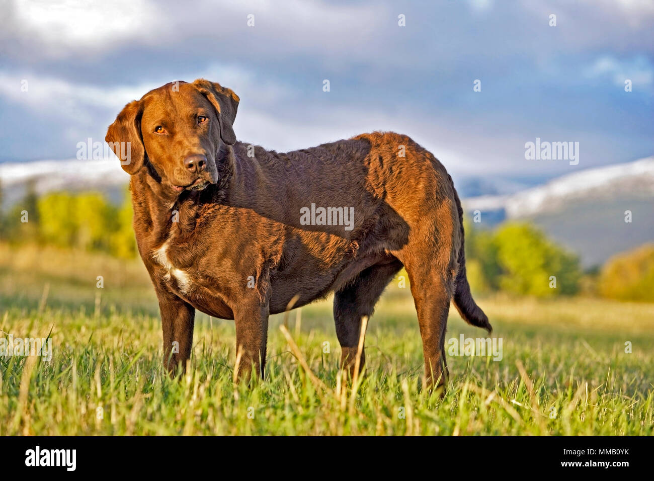 Chesapeake Bay Retriever standing in field, regardant curieux Banque D'Images