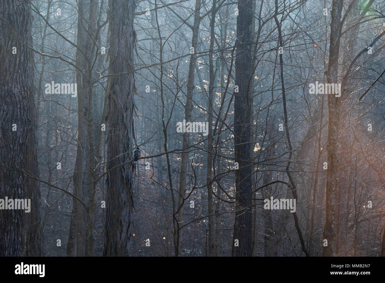 Oiseau en bois avec du brouillard du matin Banque D'Images