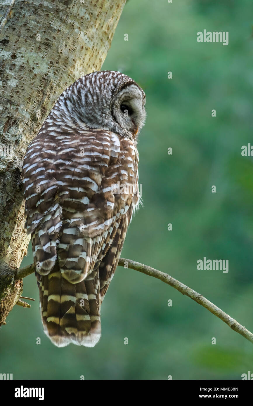 Vu de derrière, une Chouette rayée est perché sur une branche d'un saule avec sa tête tournée et un œil face caméra (forêt floue à l'arrière-plan). Banque D'Images