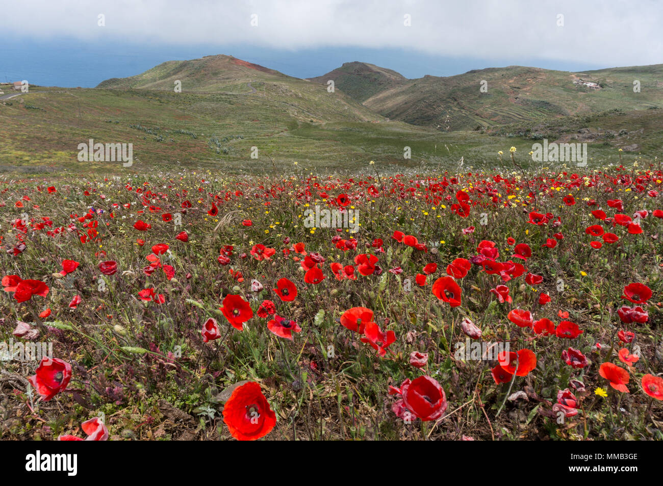 Champ de coquelicots et vallonné background Banque D'Images