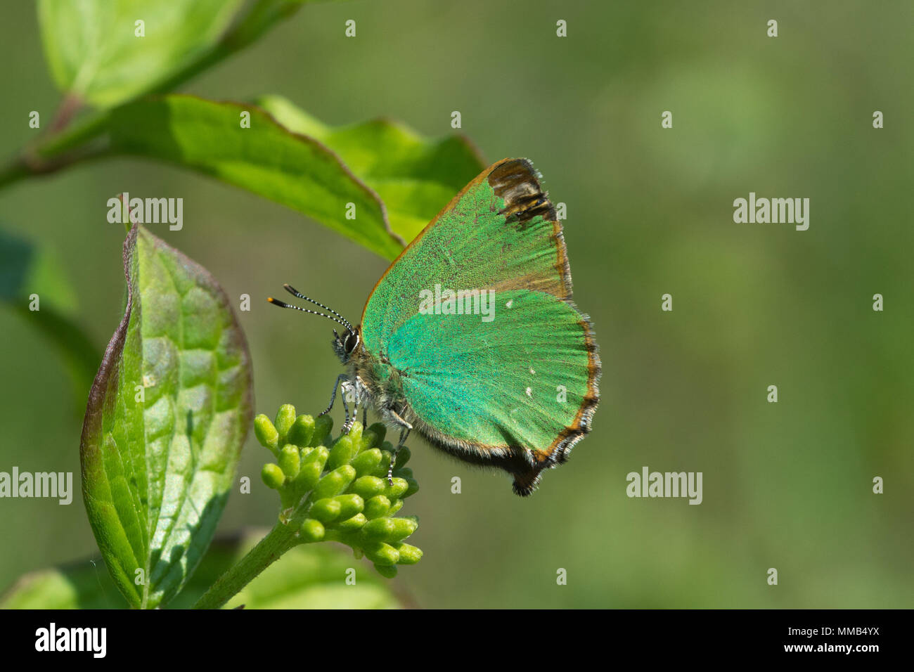 Papillon porte-queue vert (Callophrys rubi) le cornouiller, UK Banque D'Images