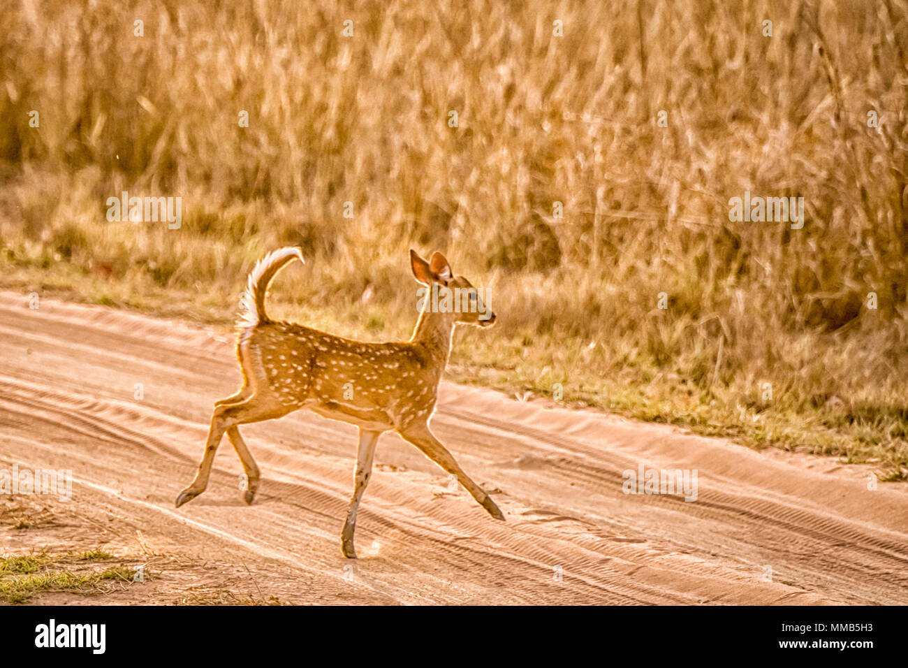 Les jeunes cerfs tachetés ou Chital sauvage fawn, Axis axis, courir, sauter, dans Bandhavgarh National Park, Madhya Pradesh, Inde Banque D'Images