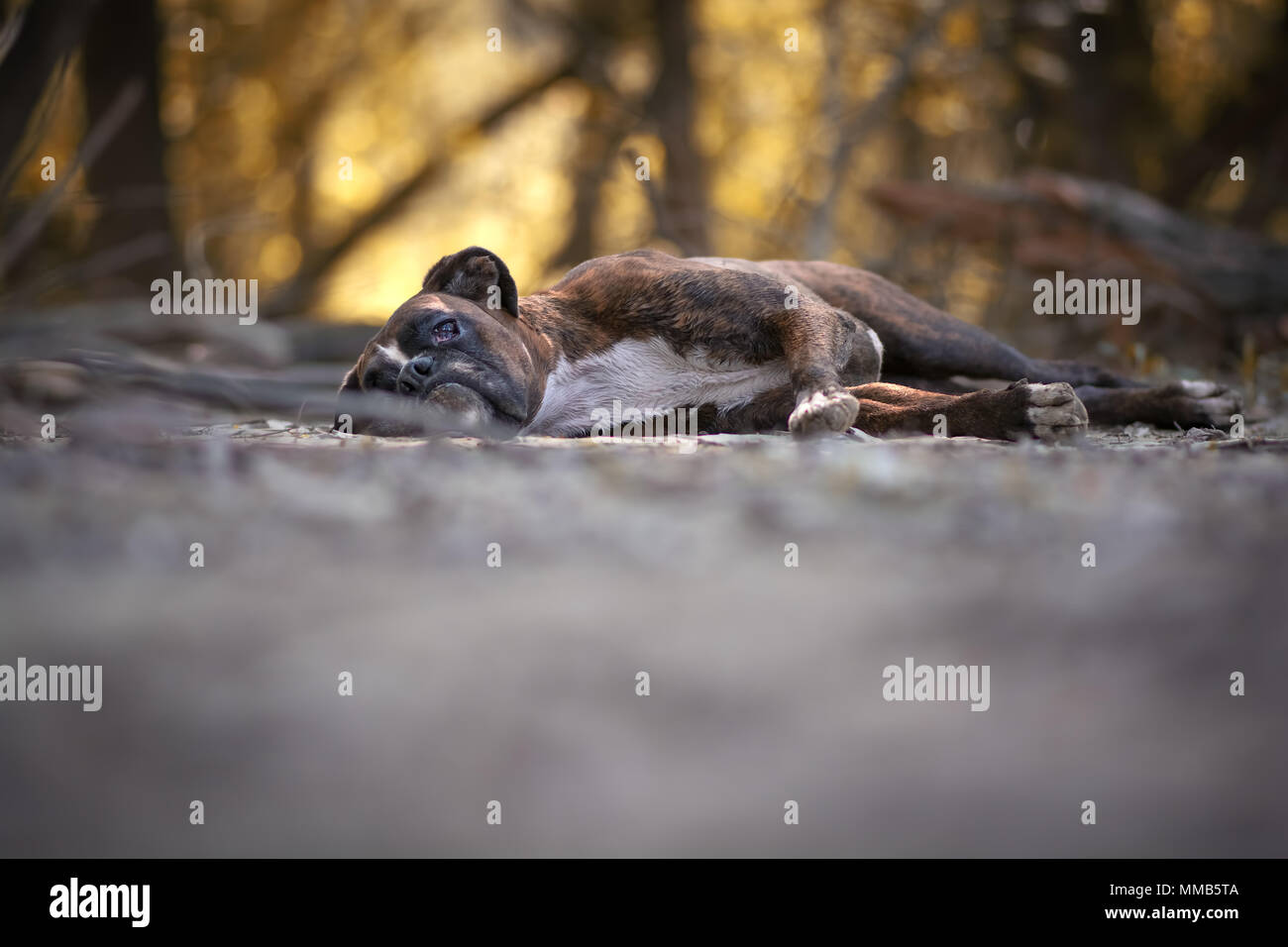 Boxer dog portant sur le terrain dans la forêt Banque D'Images