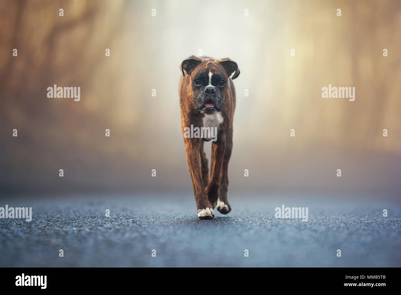 Boxer dog randonnées en un jour brumeux Banque D'Images