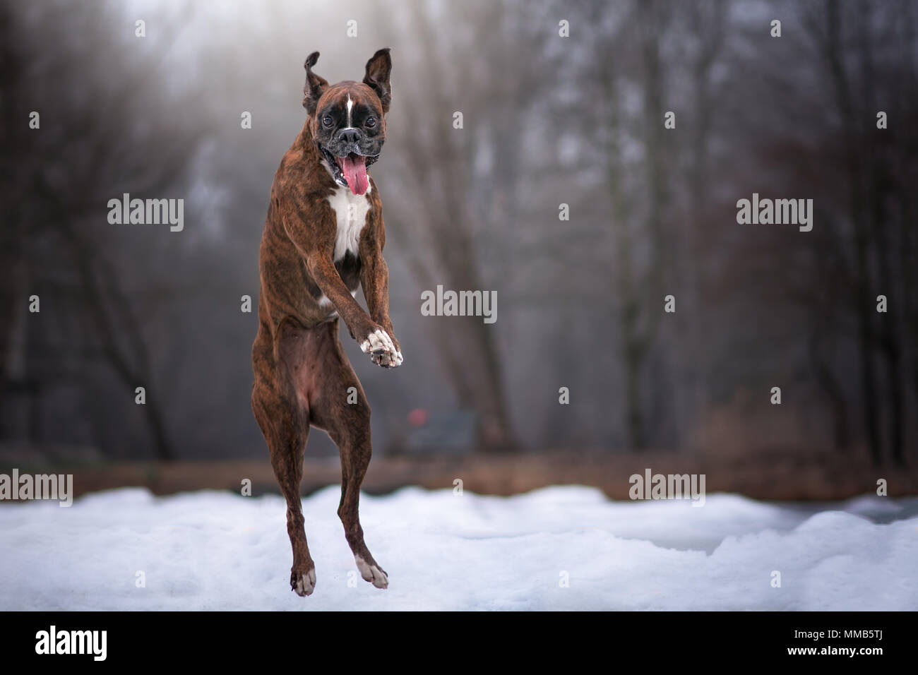 Boxer Dog Sautant En L Air Et Essayer De Cath Une Boule Avec Un Drole De Visage Photo Stock Alamy