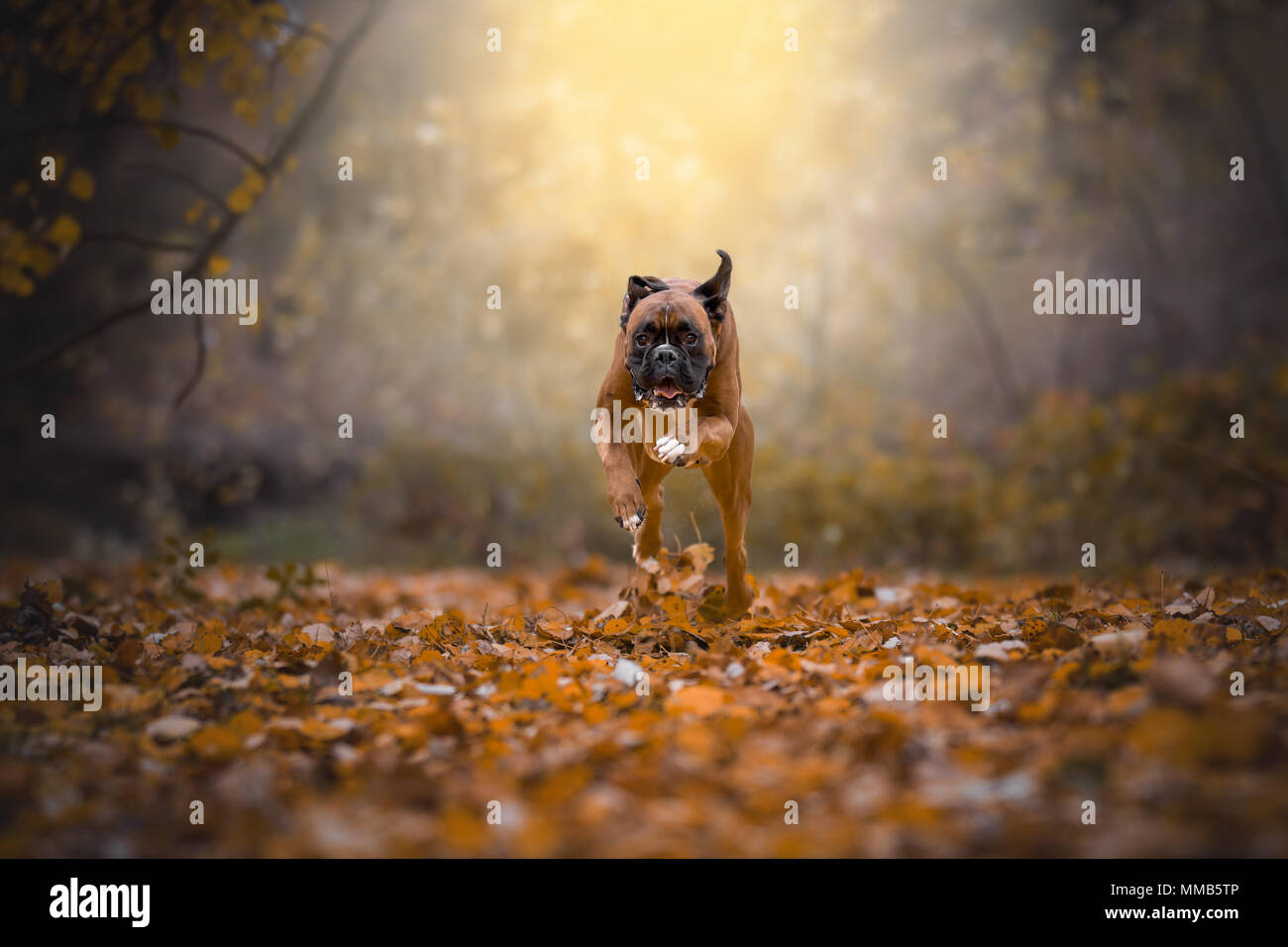 Boxer chien qui court dans la forêt Banque D'Images