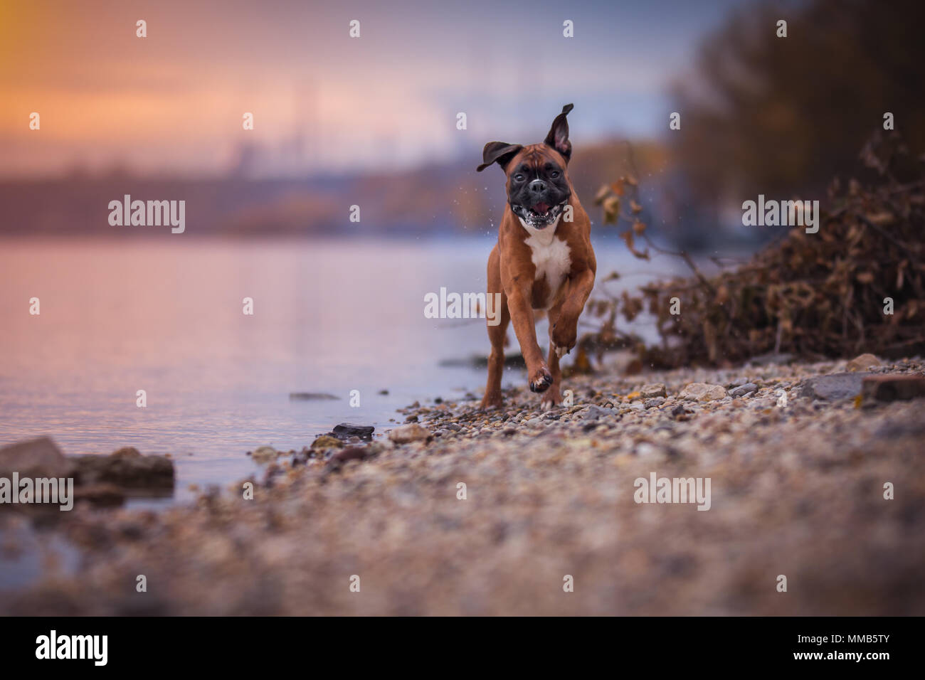 Boxer dog tournant au coucher du soleil Banque D'Images
