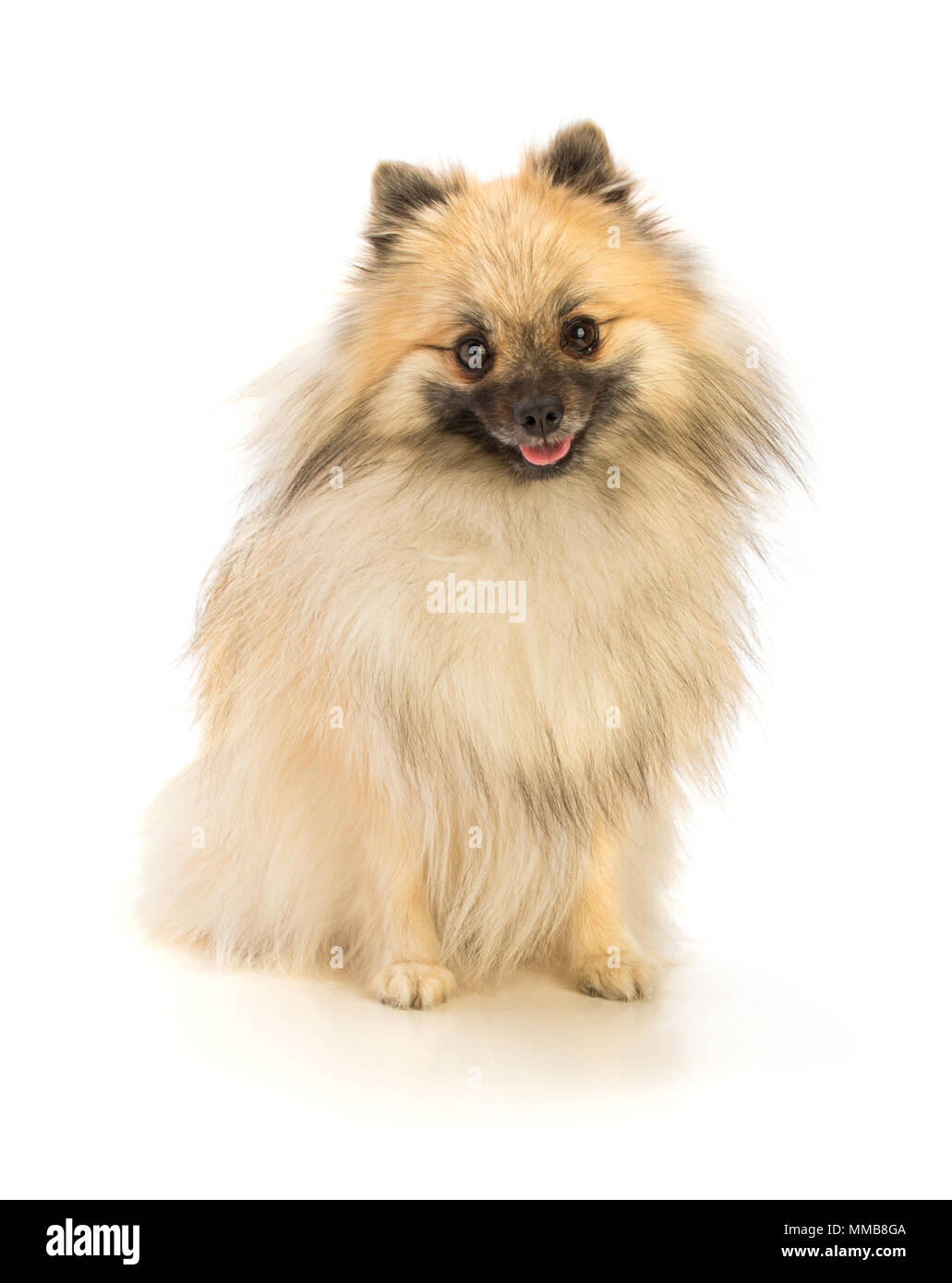 Lubusz sur fond blanc Banque D'Images