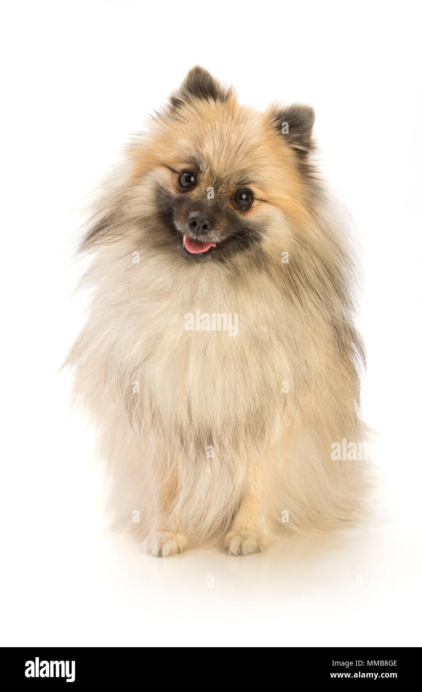 Lubusz sur fond blanc Banque D'Images