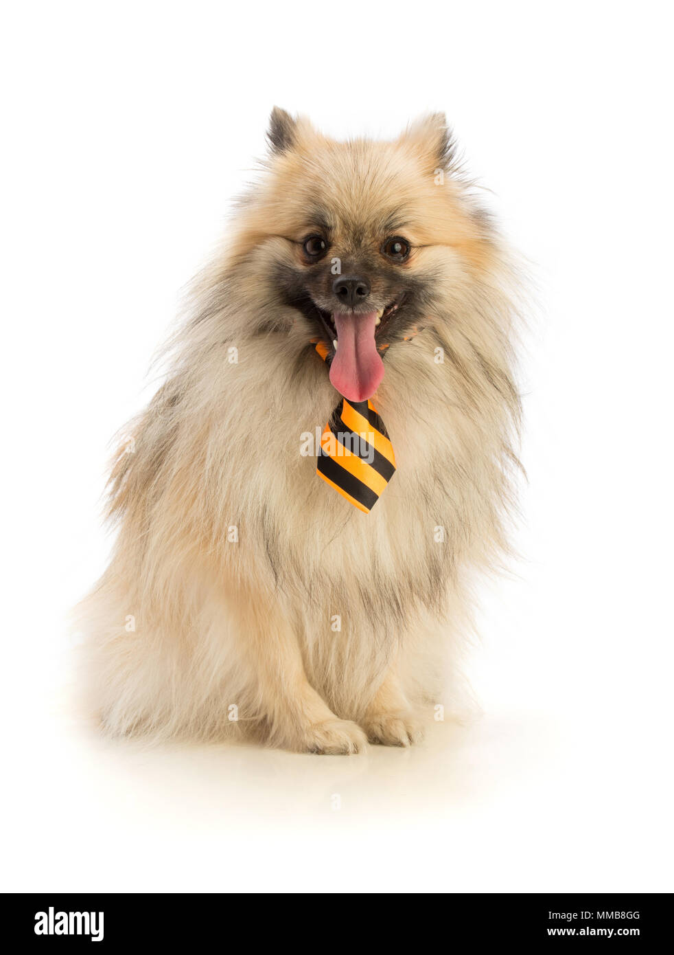 À l'aide de Poméranie sur fond blanc Banque D'Images