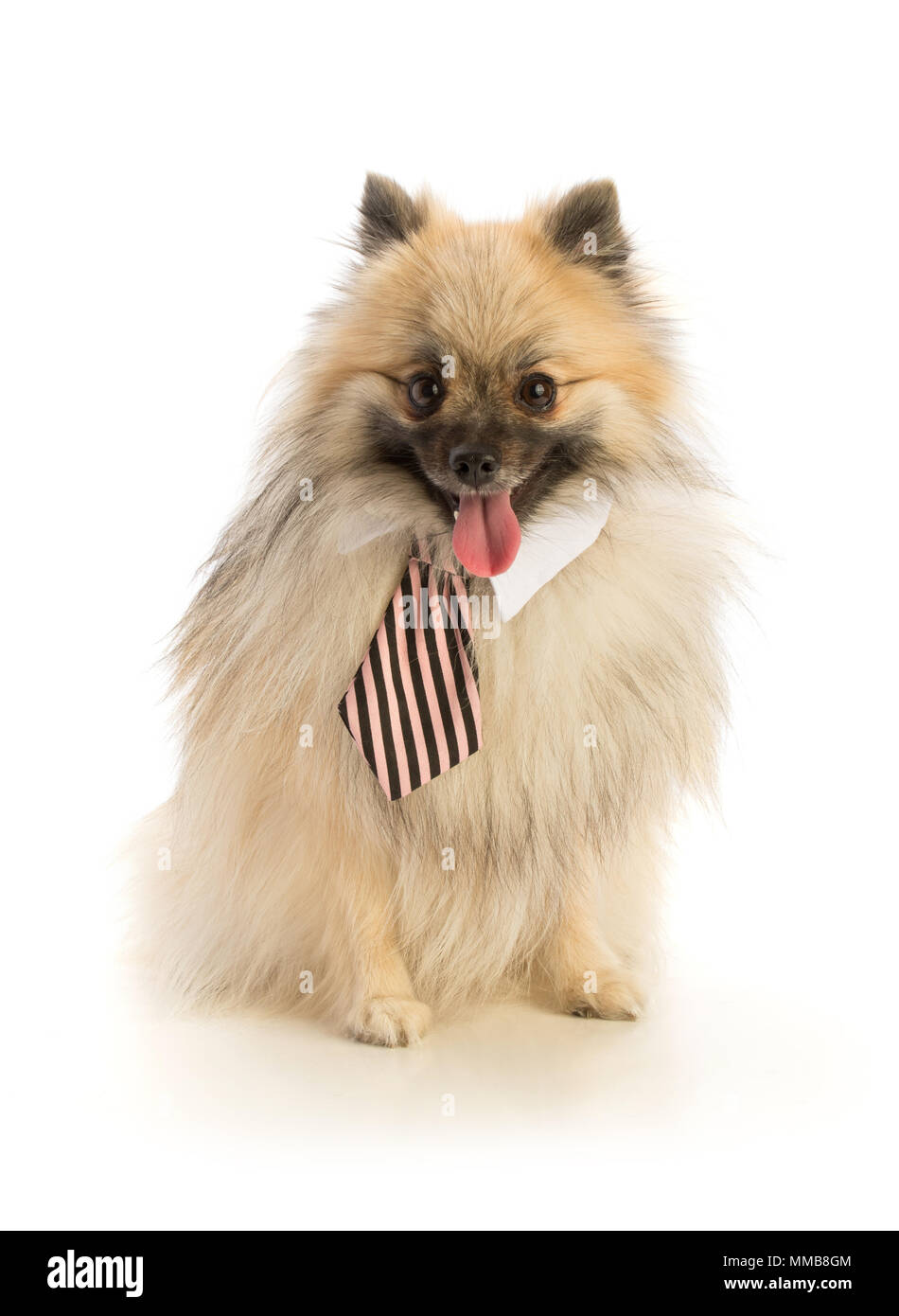 À l'aide de Poméranie sur fond blanc Banque D'Images