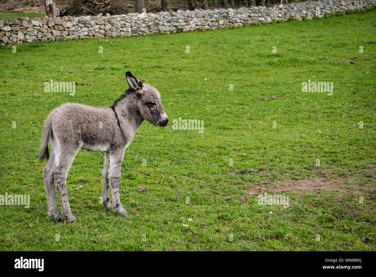 C'est un poulain d'Ânesse nouveau-né dans un champ en Irlande Banque D'Images