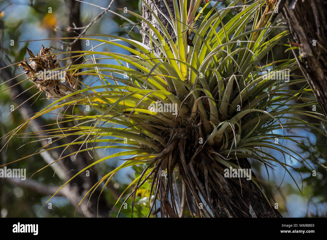 Airplant géant, Tillandsia fasciculata, alias le Cardinal Airplant, un épiphyte et bromélia qui absorbe l'eau et des nutriments dans ses feuilles, dans Everg Banque D'Images