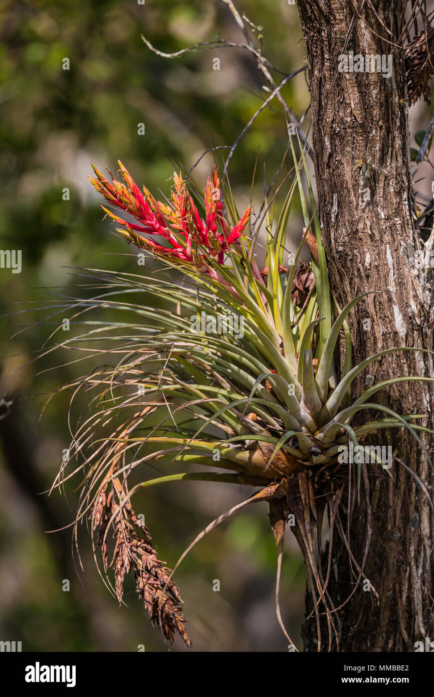 Airplant géant, Tillandsia fasciculata, alias le Cardinal Airplant, un épiphyte et bromélia qui absorbe l'eau et des nutriments dans ses feuilles, dans Everg Banque D'Images