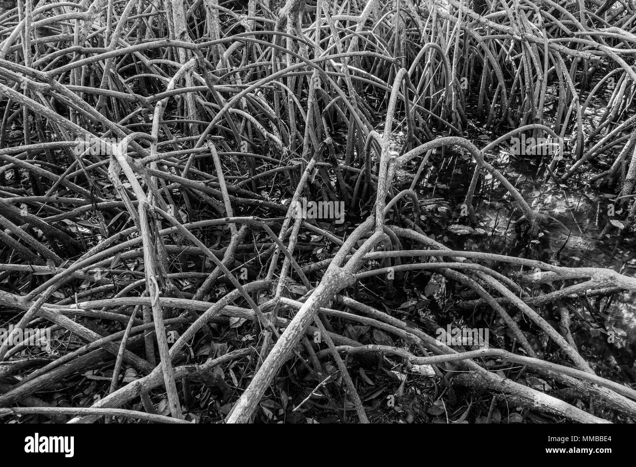 Red Mangrove, Rhizophora mangle, arbres avec un enchevêtrement de racines qui résistent à l'eau salée de la marée, dans le parc national des Everglades, Florida, USA Banque D'Images Red Mangrove, Rhizophora mangle, arbres avec un enchevêtrement de racines qui résistent à l'eau salée de la marée, dans le parc national des Everglades, Florida, USA Banque D'Images