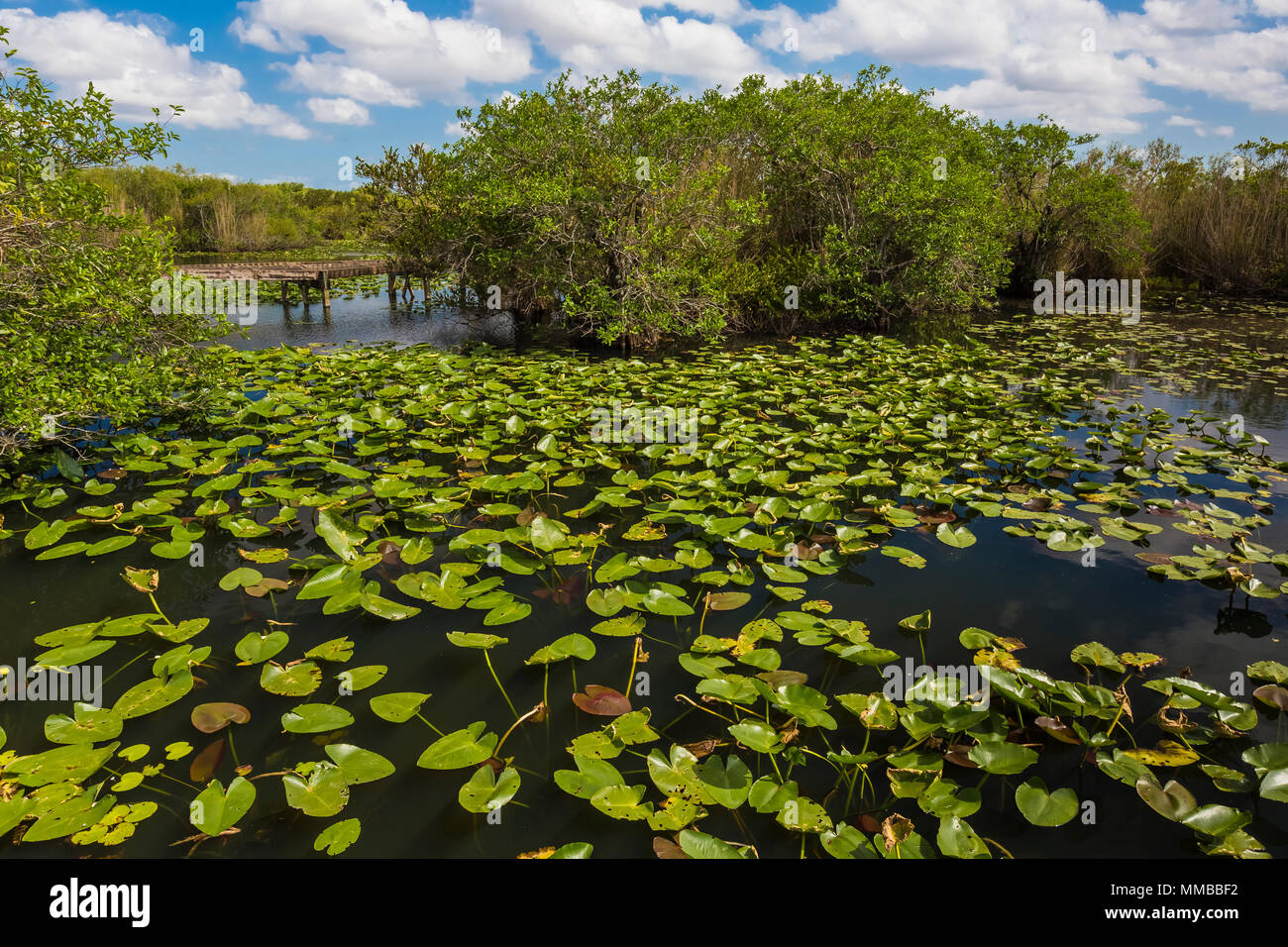 Anhinga Trail à travers les marais et étangs dans le parc national des Everglades, Florida, USA Banque D'Images