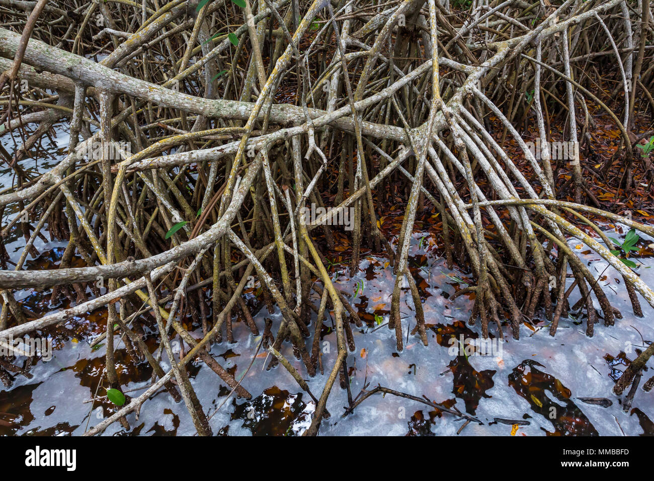 Red Mangrove, Rhizophora mangle, arbres avec un enchevêtrement de racines qui résistent à l'eau salée de la marée, dans le parc national des Everglades, Florida, USA Banque D'Images