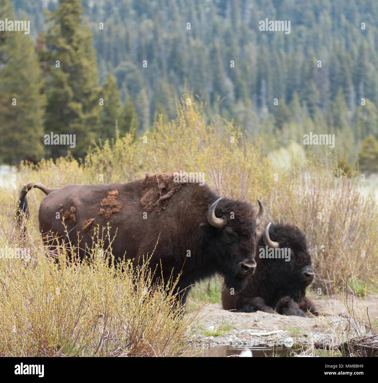 Deux taureaux Buffalo Bisons près de Pebble Creek, dans la vallée de Lamar dans le Parc National de Yellowstone dans le Wyoming USA Banque D'Images