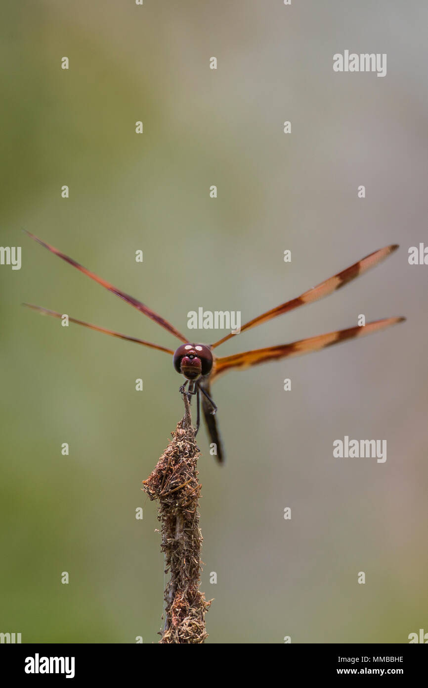 Fanion Halloween libellule, Celithemis eponina, perché sur une branche au bord d'une zone humide dans le parc national des Everglades, Florida, USA Banque D'Images