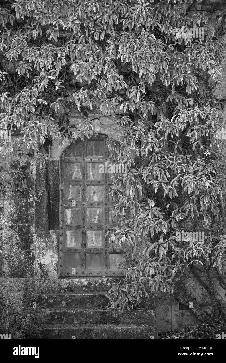 Belle porte d'entrée de style victorien entouré de plantes et d'arbres en noir et blanc Banque D'Images