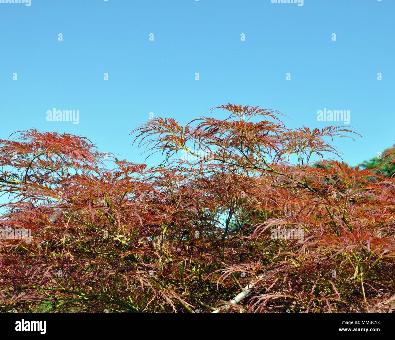 Vue avant de l'érable japonais (Acer palmatum) sur fond de ciel bleu, copy space Banque D'Images