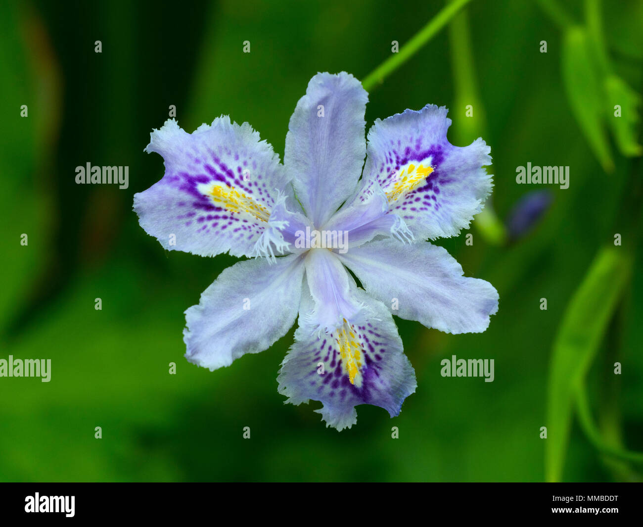 Iris confusa également connu sous le nom de iris Bambou Banque D'Images