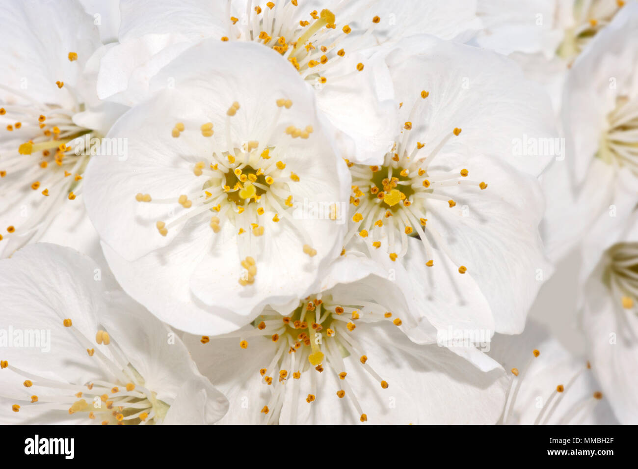 Macrophotographie fleur de cerisier au printemps,Istanbul Banque D'Images