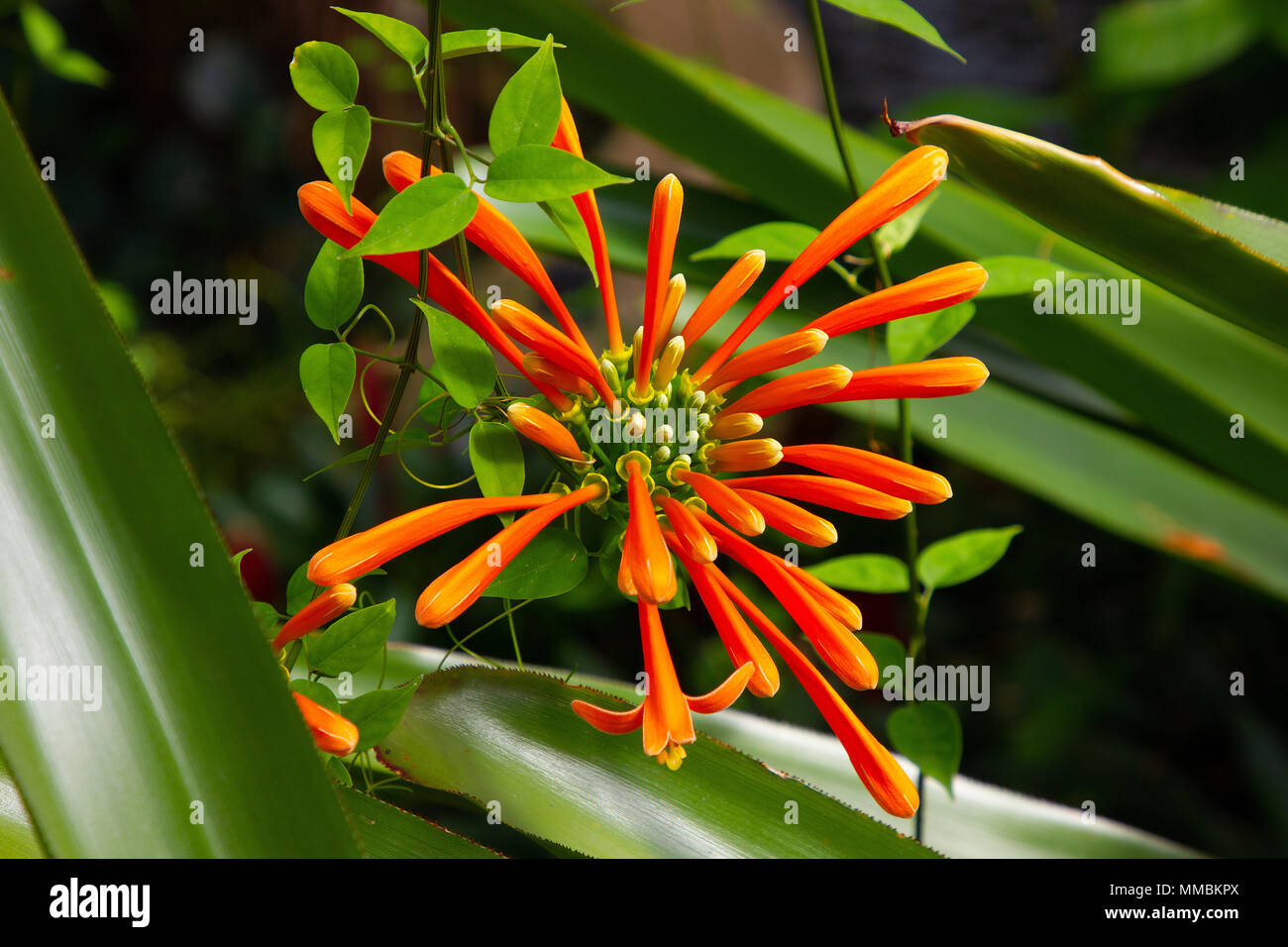 Un très beau à la fleur tropicale Banque D'Images