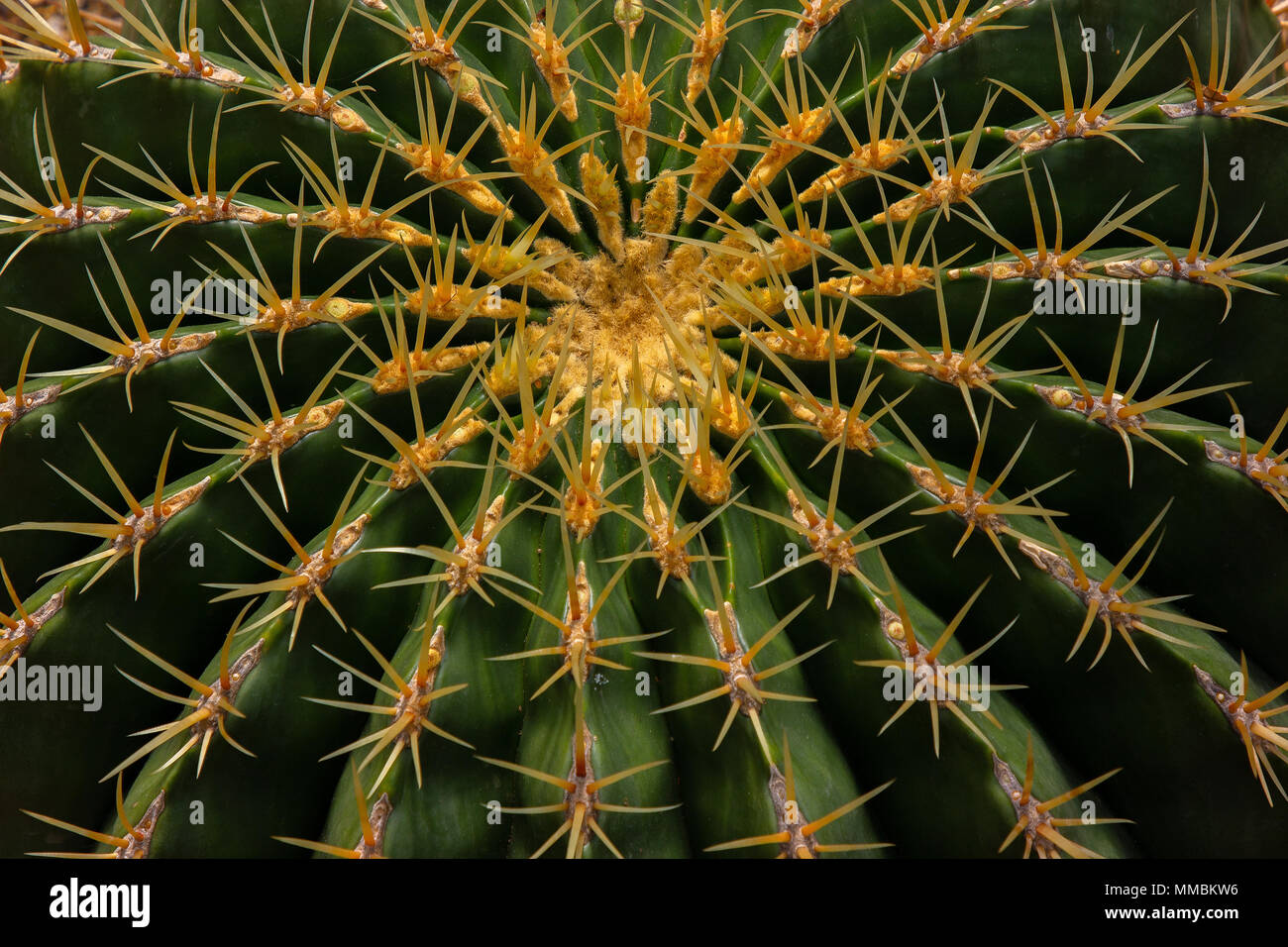 Libre d'un beau cactus, le ferocactus histrix Banque D'Images