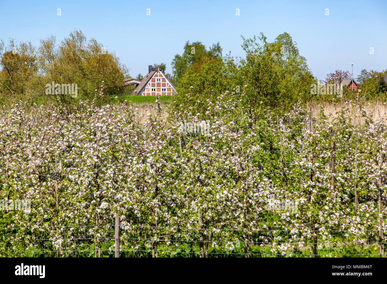 Duetvlet Fachwerkhaus im alten Land, Niedersachsen, Deutschland Banque D'Images