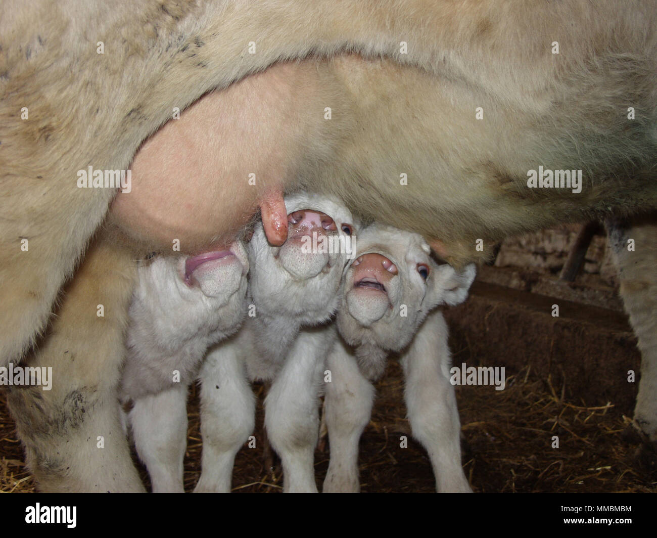 Pedigree rare triplet Charolais allaitant veaux leur mère sur une ferme de Tyneside, le nord de l'Angleterre. Banque D'Images