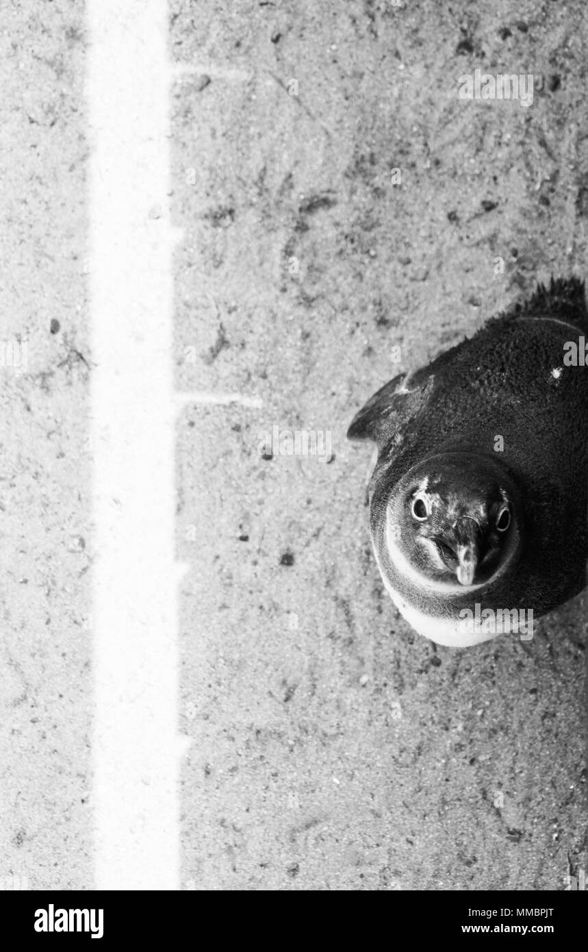 Pingouin noir et blanc, Afrique du Sud Banque D'Images