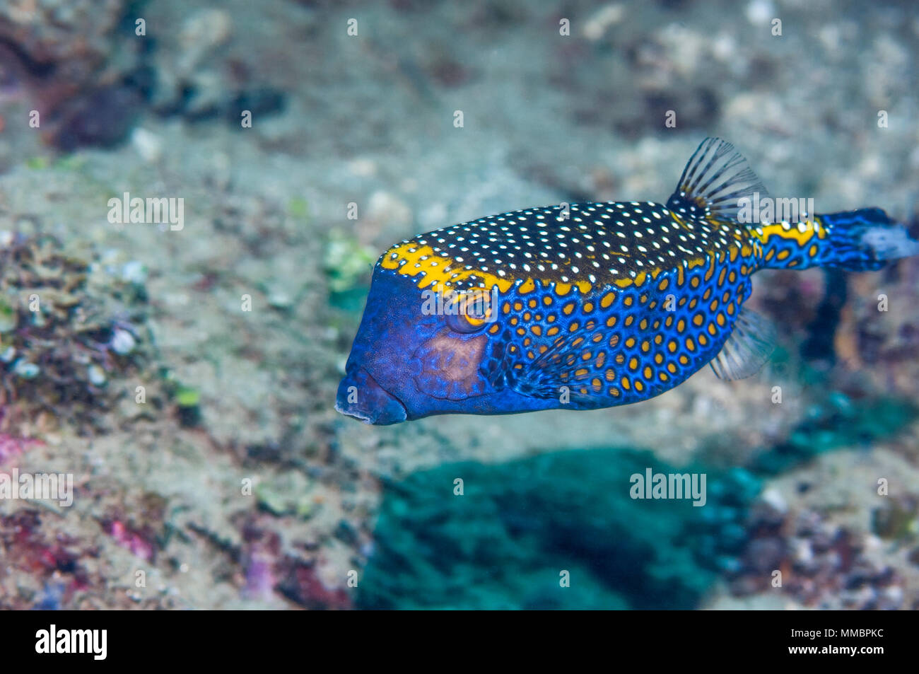 Boxfish trunkfish tacheté ou [Ostracion meleagris]. Ambon en Indonésie  Photo Stock - Alamy