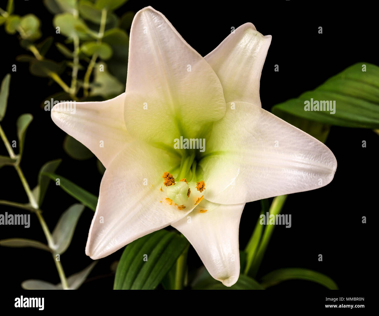 Un Gros Plan Photo Dune Fleur De Lys Blanc Banque Dimages