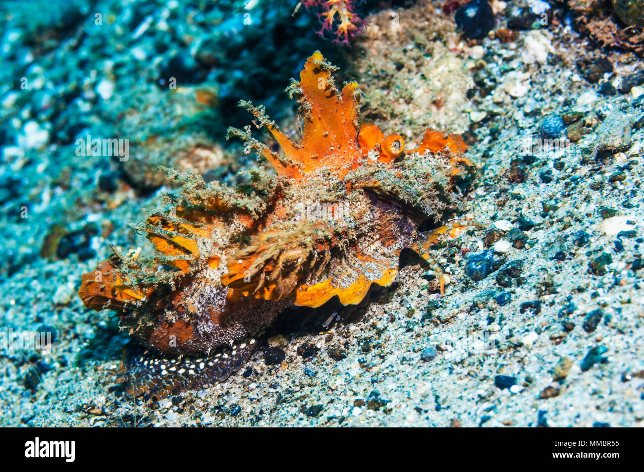 Les devilfish ou Stinger [Inimicus didactylus]. Ambon en Indonésie. Banque D'Images