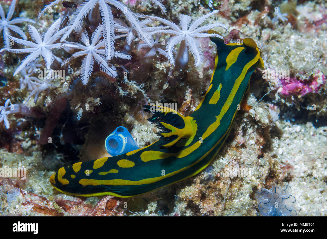Nudibranche - Tambja clavularia sp. gabrielae avec polypes. La Papouasie occidentale, en Indonésie. Banque D'Images