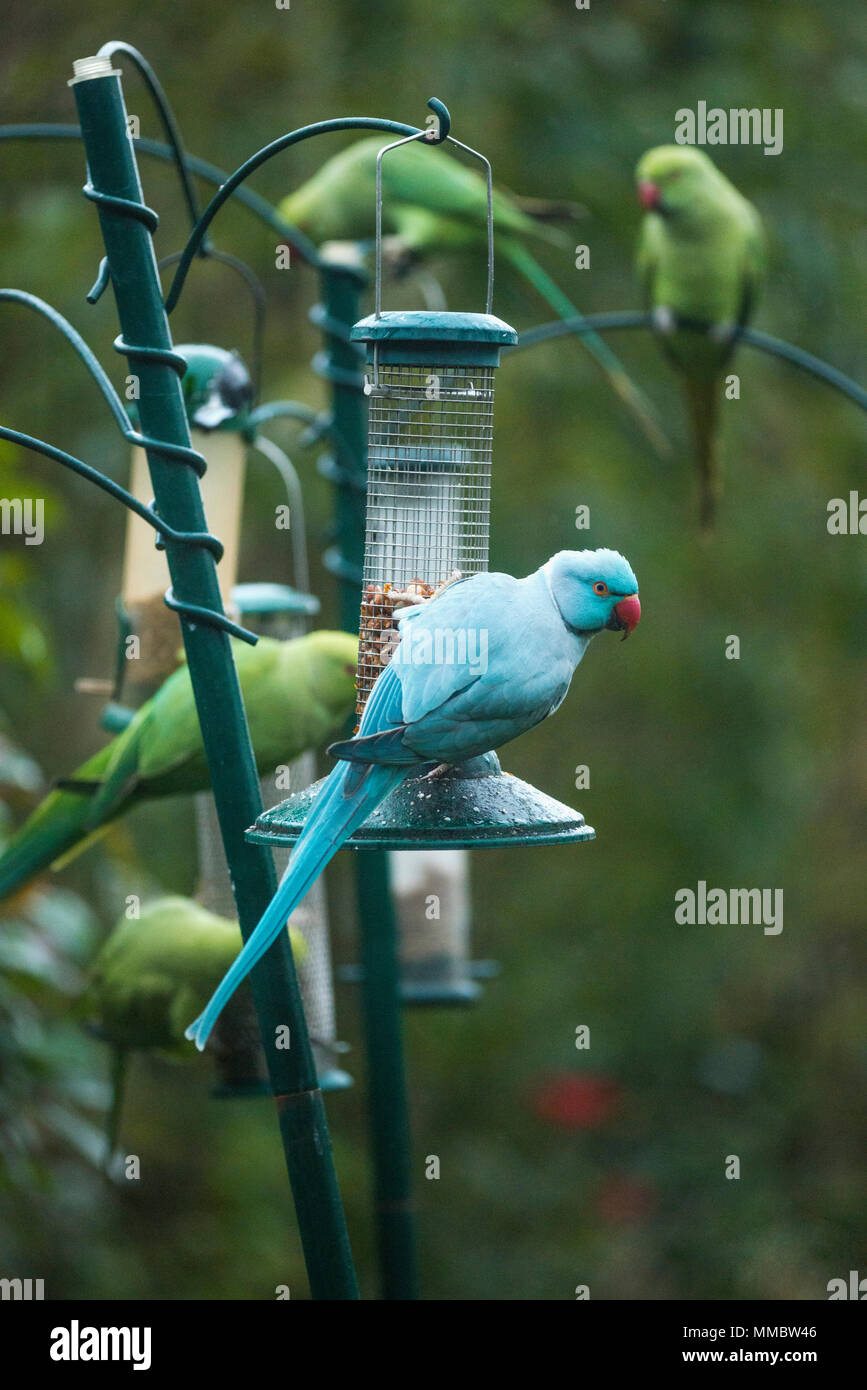Rose-ringed ou perruche à collier (Psittacula krameri), bleu mutation sur mangeoire pour oiseaux dans le jardin. Londres, Royaume-Uni. L'oiseau bleu est entourée, peut-être un e Banque D'Images