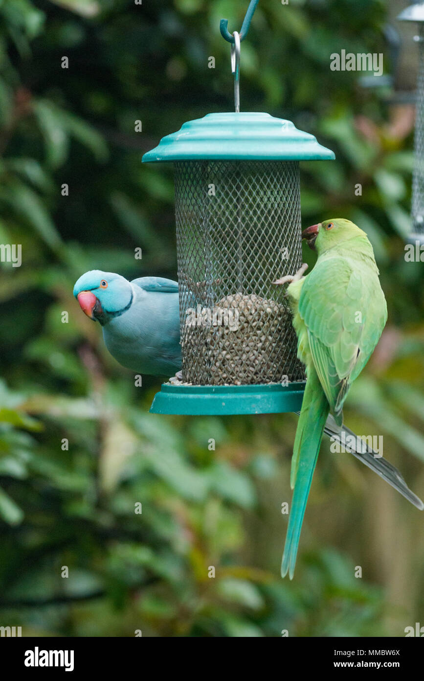 Rose-ringed ou perruche à collier (Psittacula krameri), bleu mutation sur mangeoire dans un jardin et d'une perruche de couleur normaux. Londres, Royaume-Uni. Le b Banque D'Images