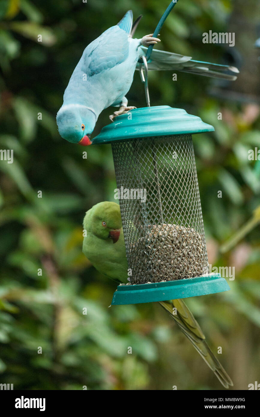 Rose-ringed ou perruche à collier (Psittacula krameri), bleu mutation sur mangeoire dans un jardin et d'une perruche de couleur normaux. Londres, Royaume-Uni. Le b Banque D'Images