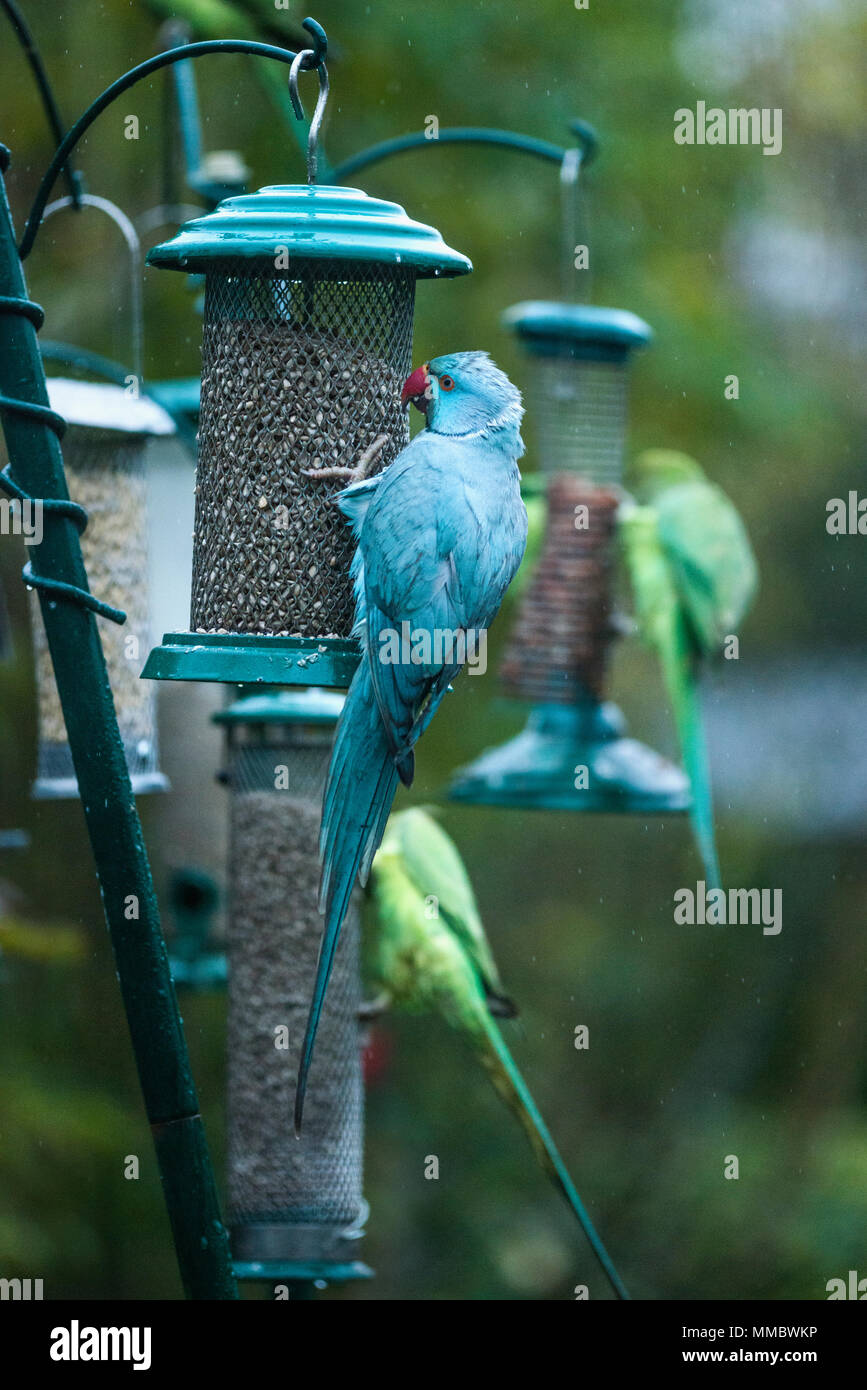 Rose-ringed ou perruche à collier (Psittacula krameri), bleu mutation sur mangeoire en pluie dans le jardin. Londres, Royaume-Uni. L'oiseau bleu est le phoque annelé, possi Banque D'Images