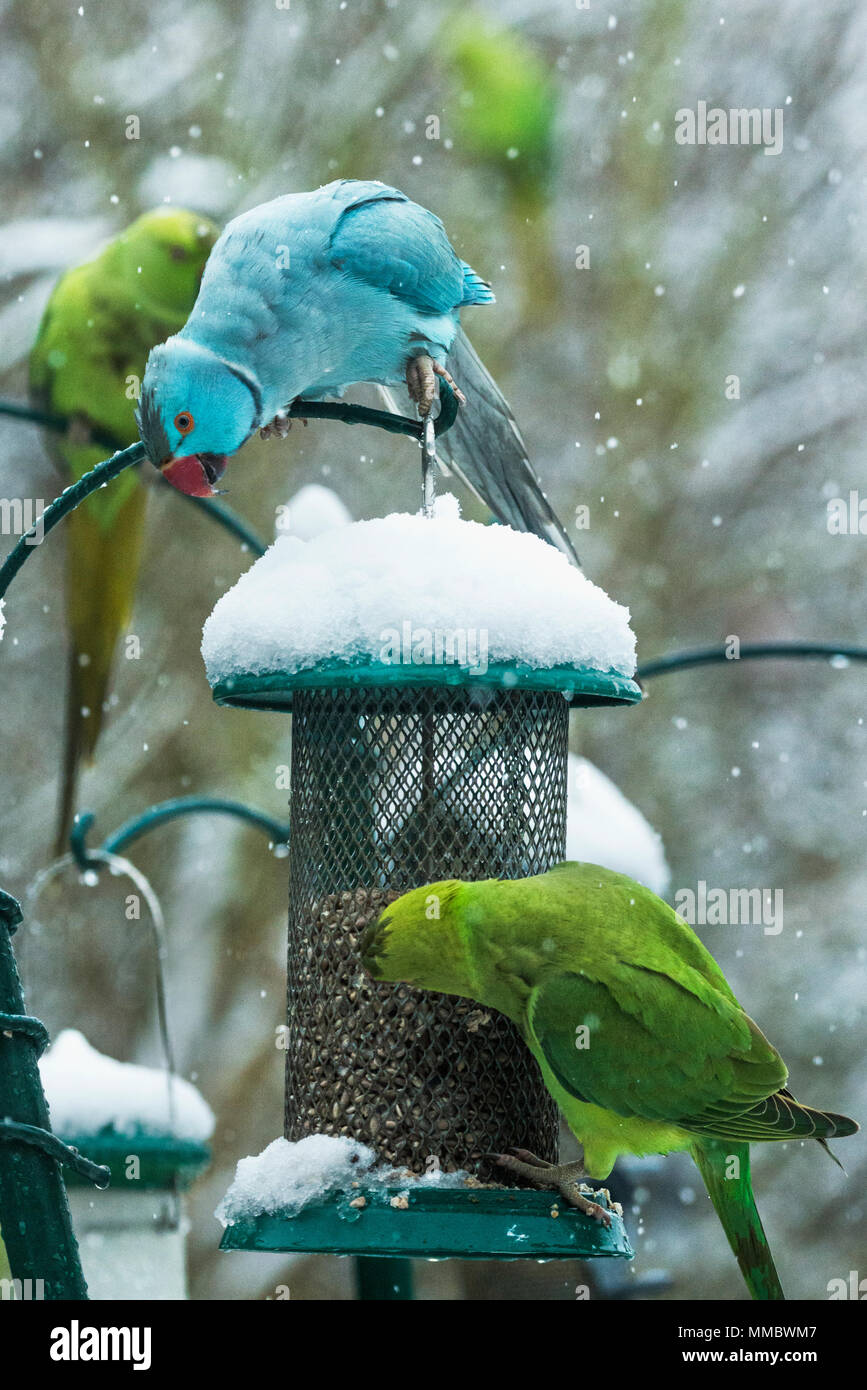 Rose-ringed ou perruches à collier (Psittacula krameri), bleu mutation sur mangeoire en jardin de neige. Londres, Royaume-Uni. L'oiseau bleu est le phoque annelé, po Banque D'Images