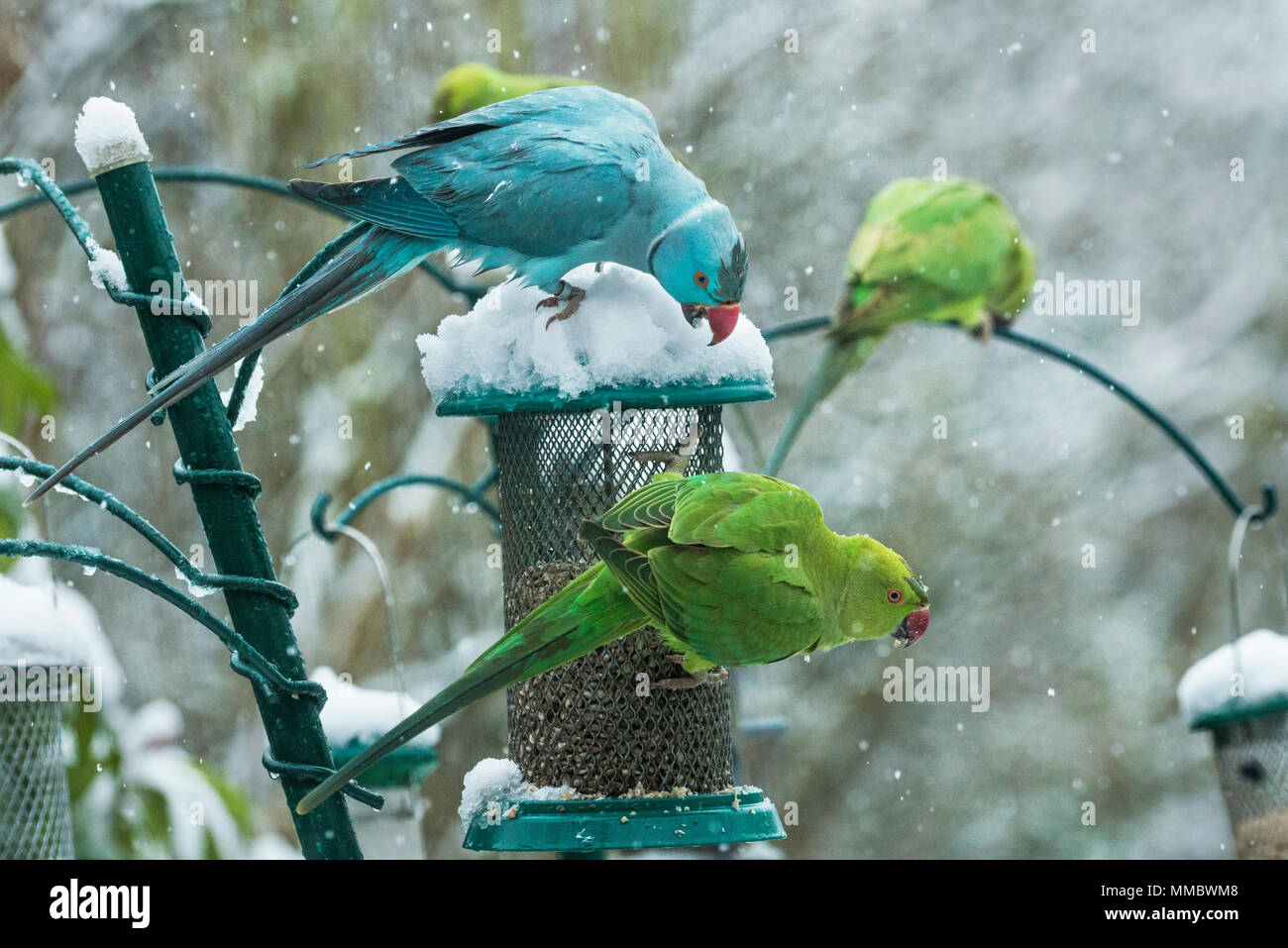Rose-ringed ou perruches à collier (Psittacula krameri), bleu mutation sur mangeoire en jardin de neige. Londres, Royaume-Uni. L'oiseau bleu est le phoque annelé, po Banque D'Images